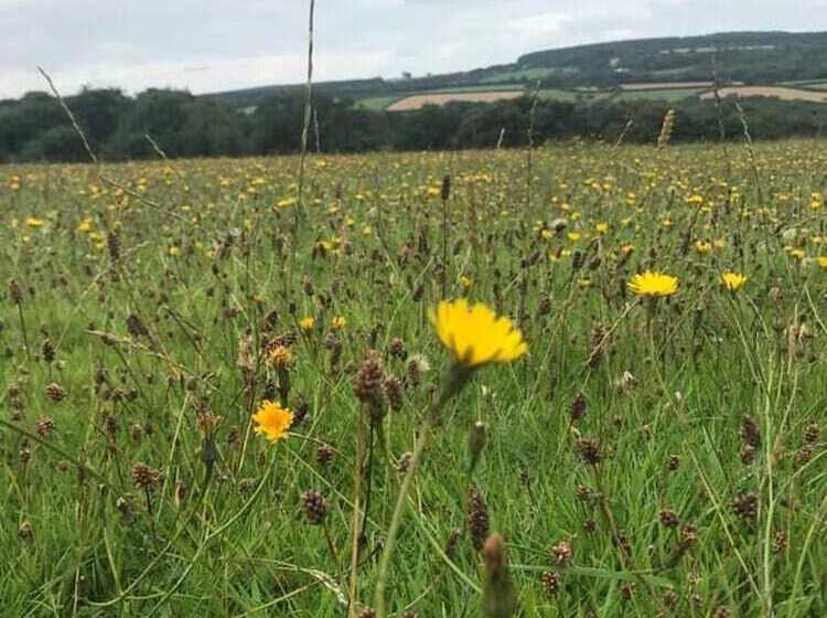 호텔 Crooked Oaks Bell Tent Glamping In North Devon