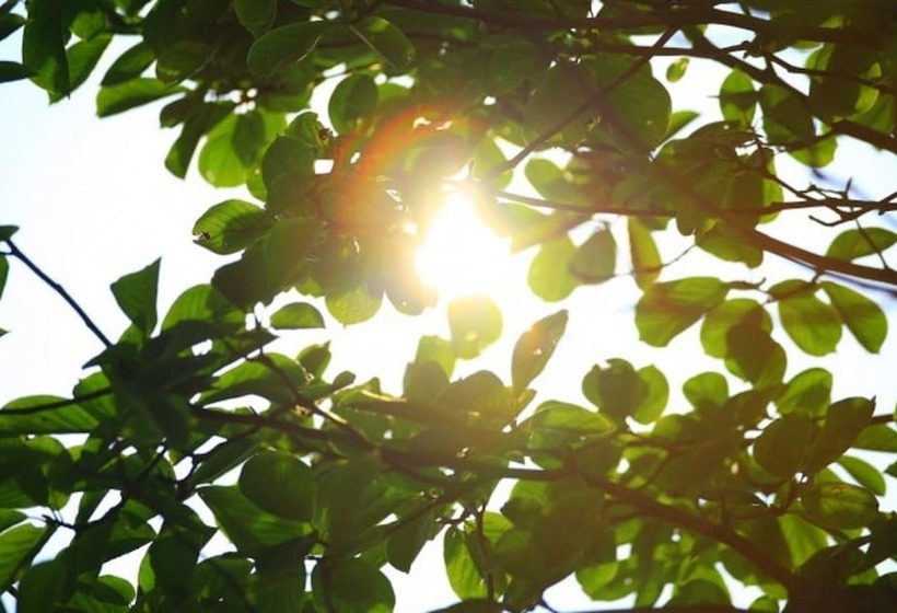 Taean Lemon Treen Pension