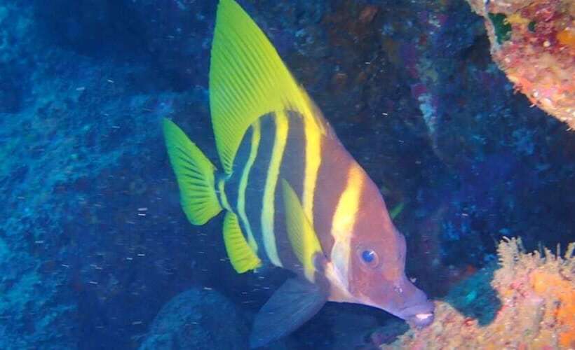 Yuraku Izuoshima Hostel