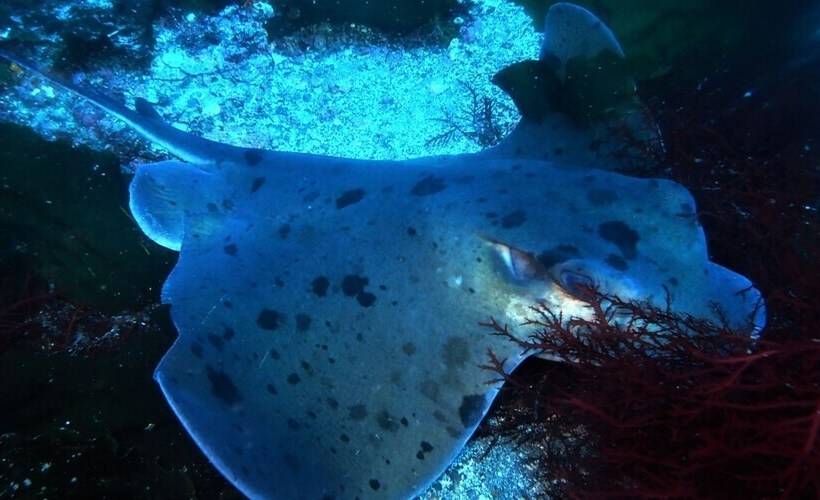 Yuraku Izuoshima Hostel