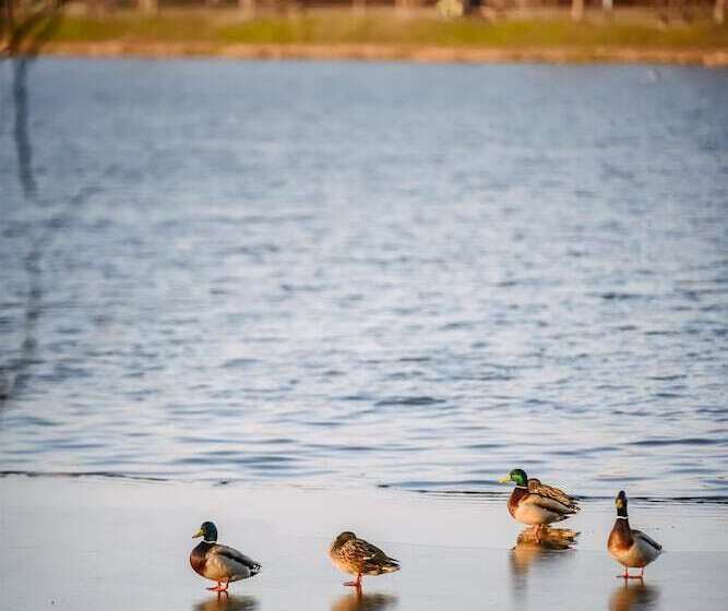 فندق Best Western Plus Lakeside