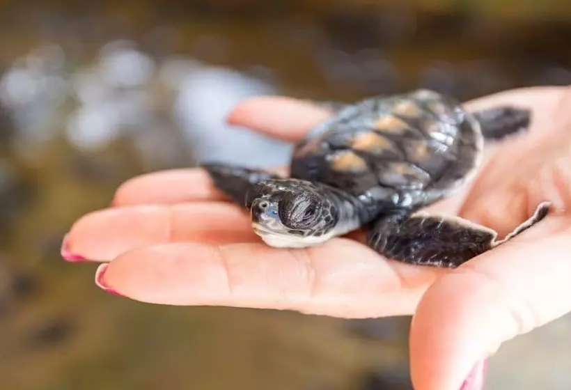 ホテル Bougainvilla