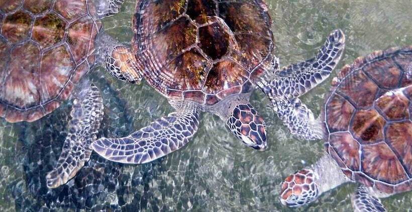 فندق Bougainvilla