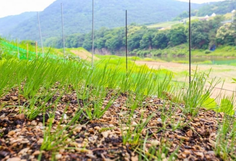 Goesan Morning Of Valley Pension