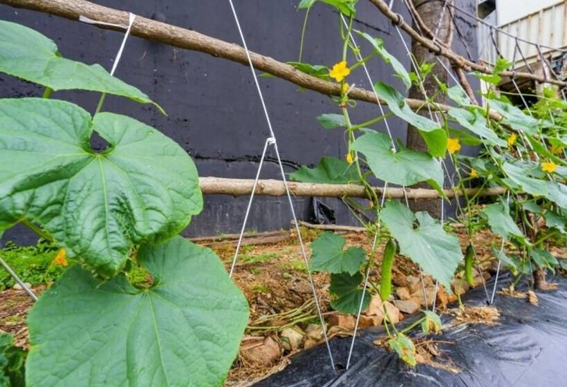 Goesan Morning Of Valley Pension