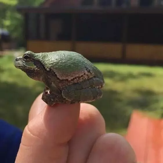 Hidden Forest Retreat