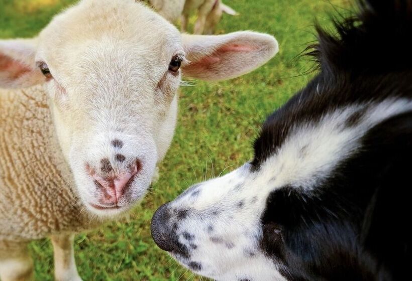 교외 호텔 Cab ânes Du Pibeste