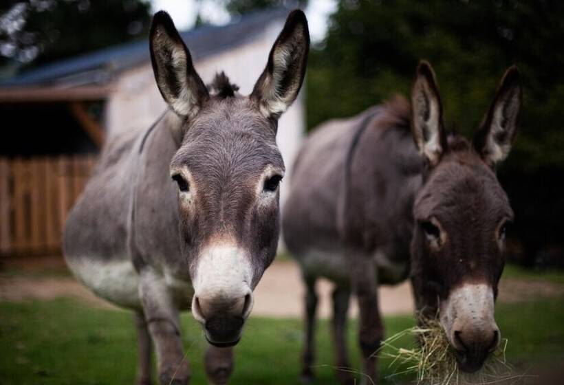 교외 호텔 Cab ânes Du Pibeste