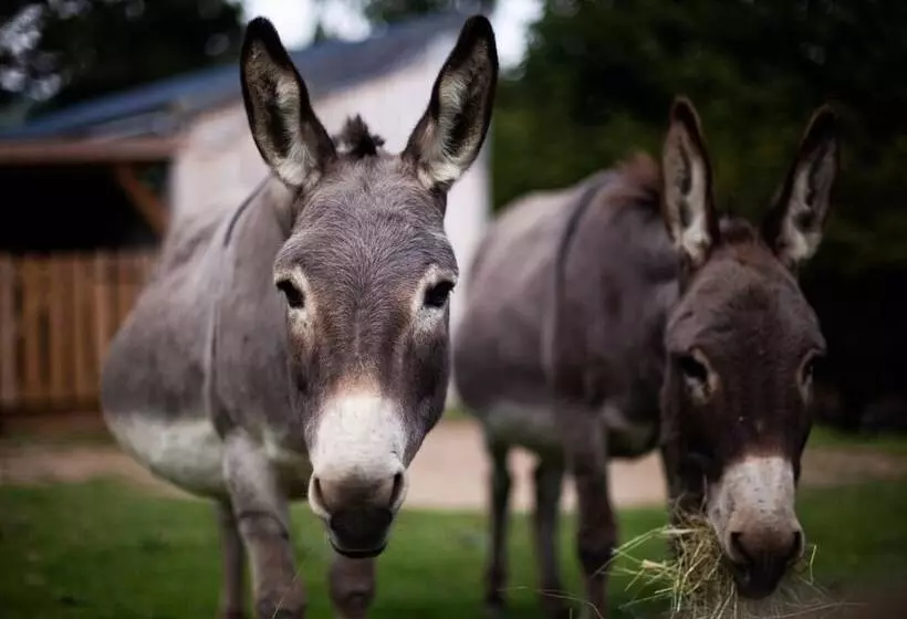 Maaseutuhotelli Cab ânes Du Pibeste