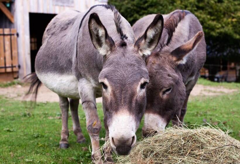 교외 호텔 Cab ânes Du Pibeste