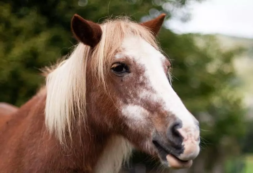Maaseutuhotelli Cab ânes Du Pibeste