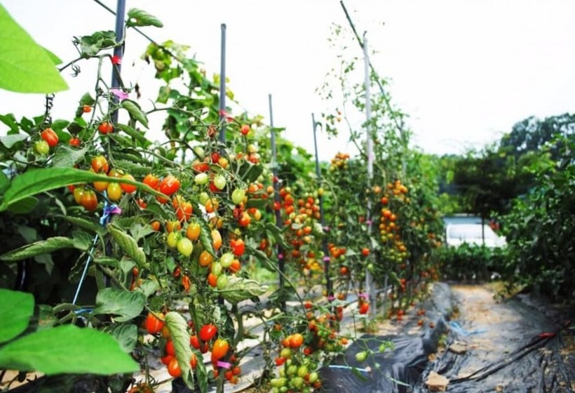 Gapyeong Ailet Glamping Pension