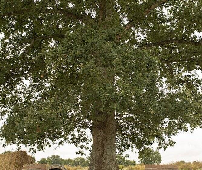 ペンション Ecogite La Noë