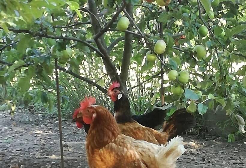 פנסיון Haus Am See