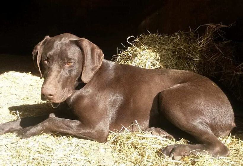 פנסיון Haus Am See