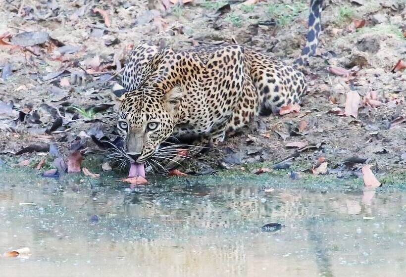 בית מלון כפרי Cloud Nine Lanka Resort