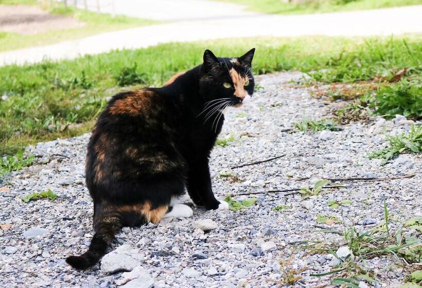 교외 호텔 Paclera Hof Agrotourismus