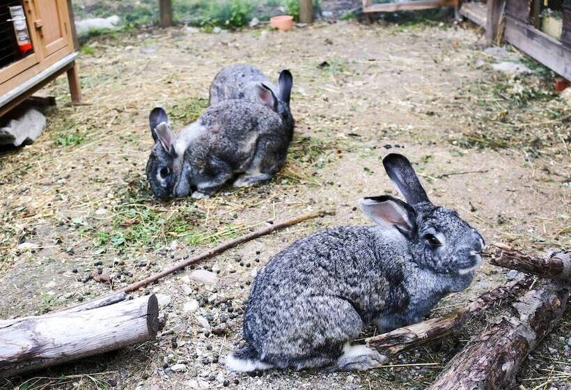 교외 호텔 Paclera Hof Agrotourismus