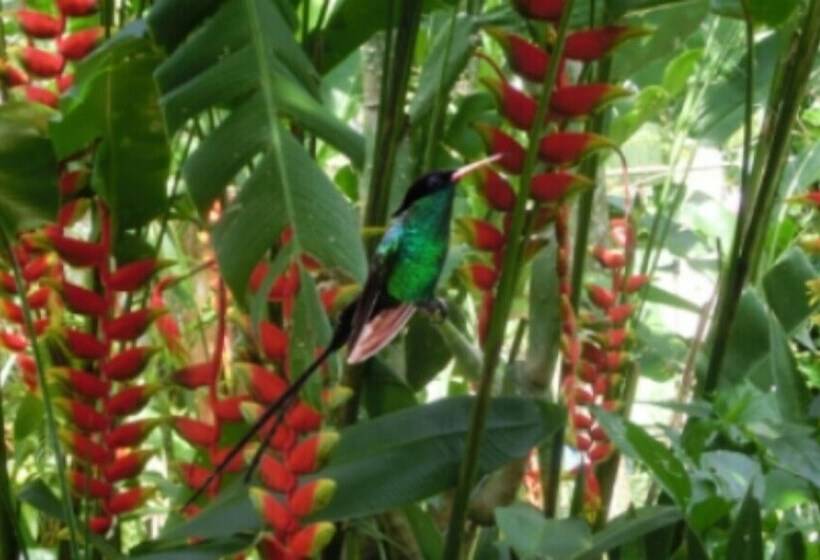 پانسیون Viviennes Guest House