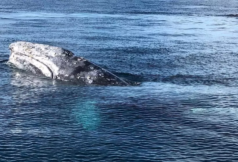 Aamiaismajoitus (B&B) Alcatraz