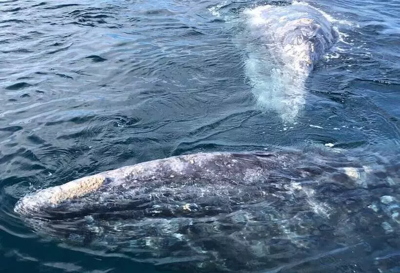 Aamiaismajoitus (B&B) Alcatraz