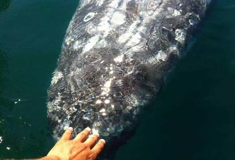 Aamiaismajoitus (B&B) Alcatraz