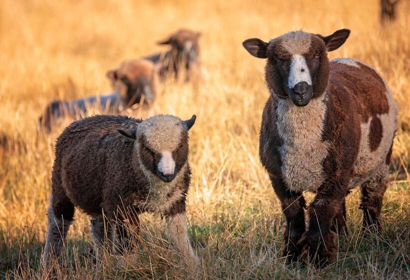 פנסיון Loch Sloy Farmstay