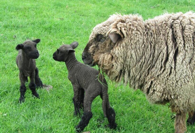 פנסיון Loch Sloy Farmstay