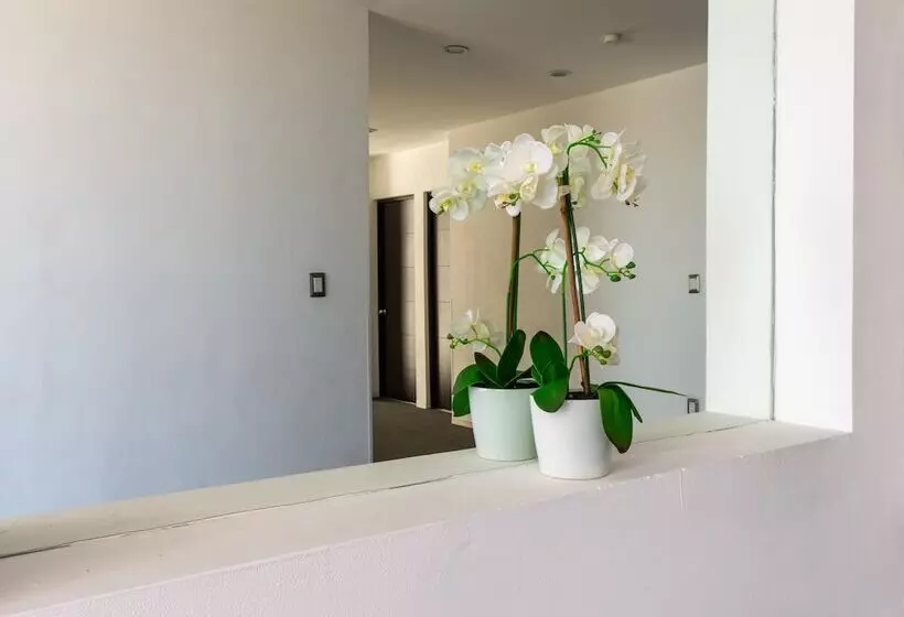 ホテル Mexico Inn Express