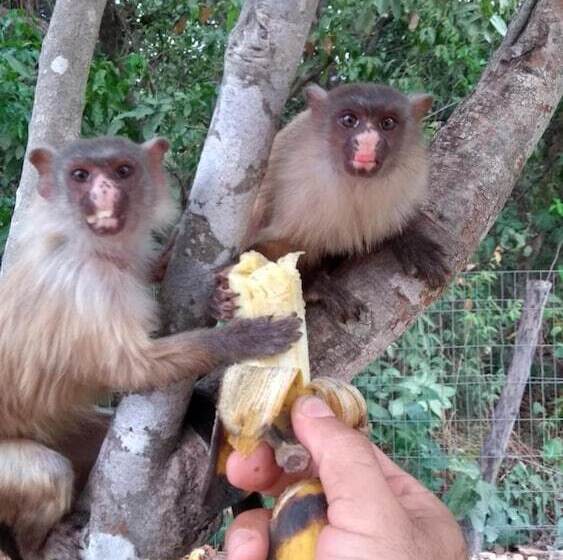 호텔 Pousada Sagui