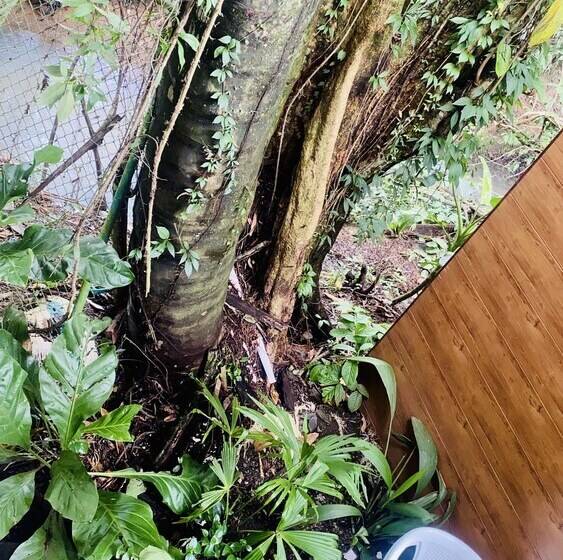 膳宿费 Guest House Pura Vida