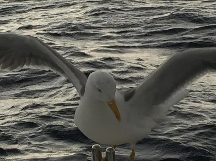 ホテル Ufuk Butik