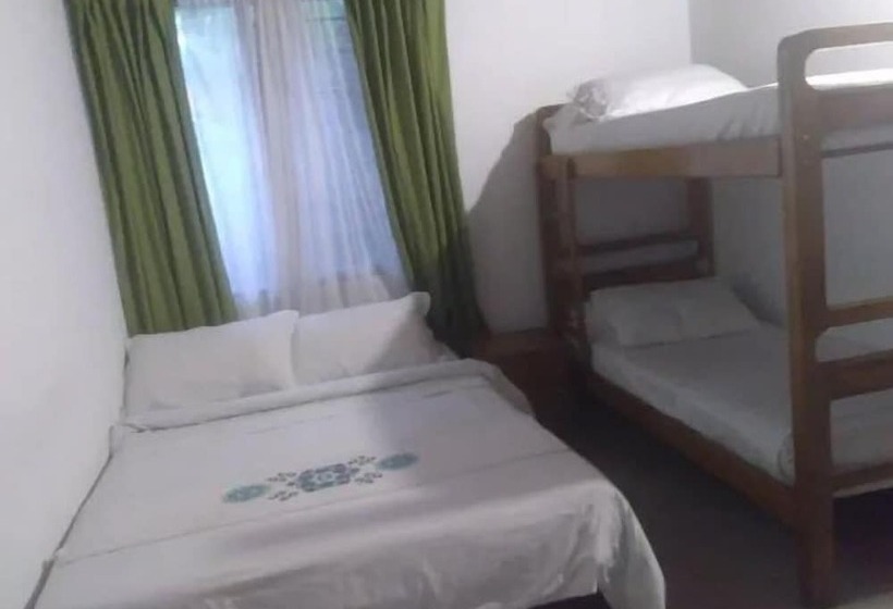 Palm Tree Hostal Medellin   Hostel