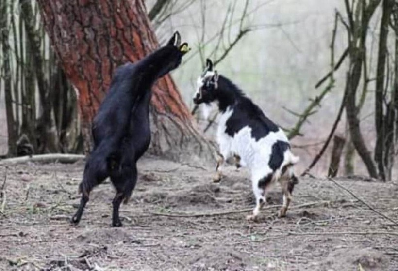 住宿加早餐 Ecolodge Beauregard