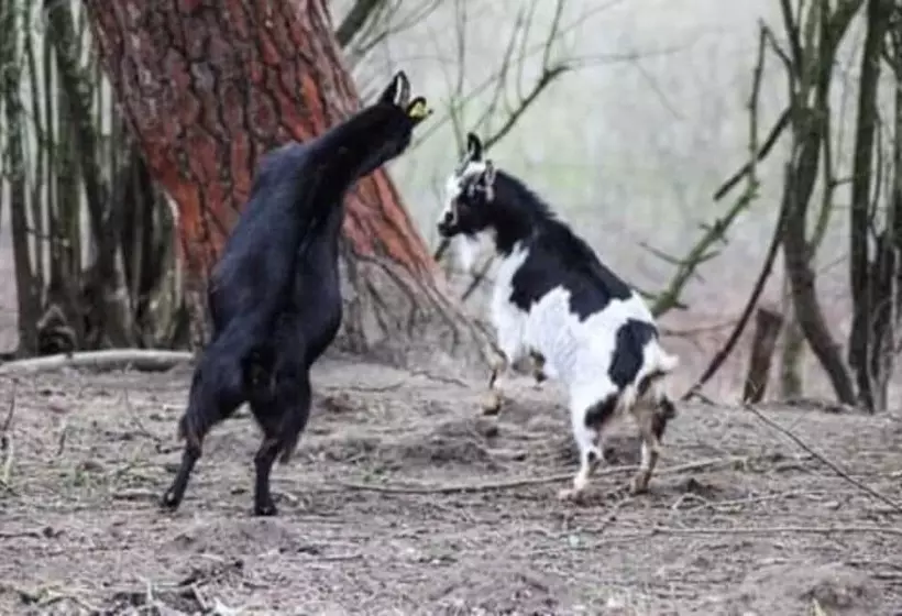 ベッドアンドブレックファースト Ecolodge Beauregard