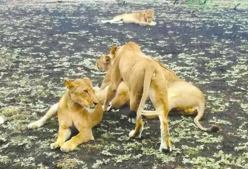 Aamiaismajoitus (B&B) Selous Adili Forest Camp