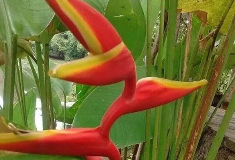Maaseutuhotelli Fazenda Betânia