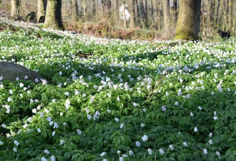 Lilla Rygården Bed & Breakfast