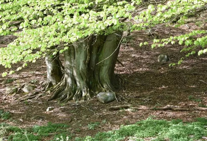 Lilla Rygården Bed & Breakfast