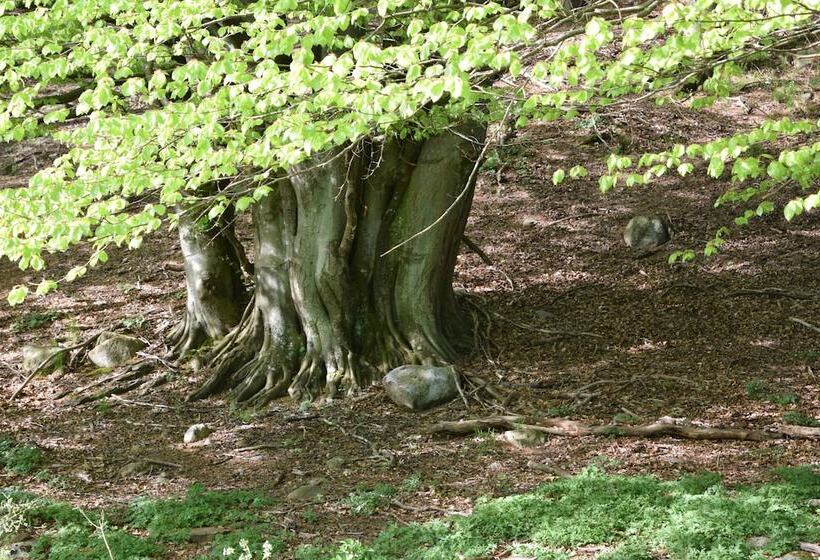 Lilla Rygården Bed & Breakfast