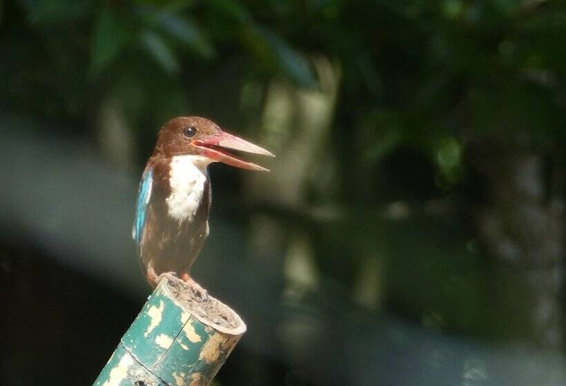 Bakau Hijau Riverlodge Hostel