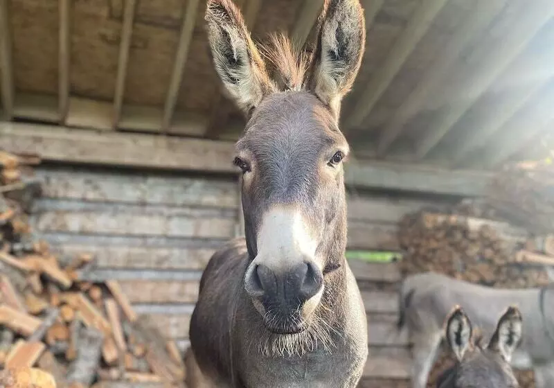 Sweetwater Lane Farm B & B