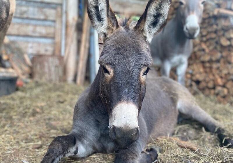 Sweetwater Lane Farm B & B