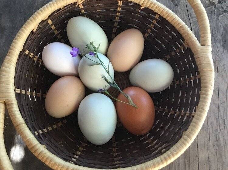 Taos Goji Farm & Eco Lodge Retreat