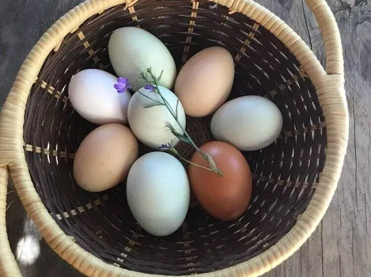 Taos Goji Farm & Eco Lodge Retreat