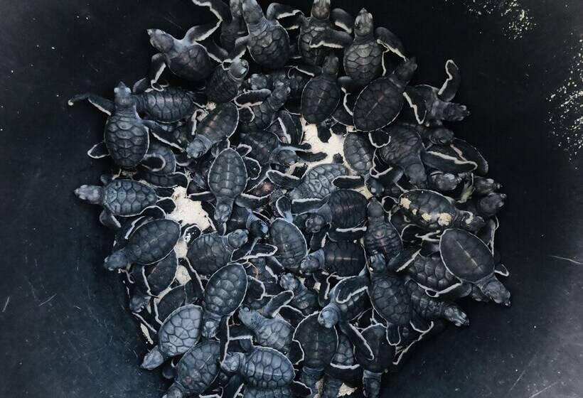 Hotel The Reef Dive Resort