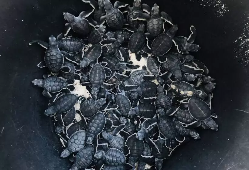 ホテル The Reef Dive Resort