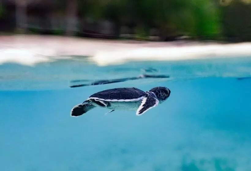 ホテル The Reef Dive Resort