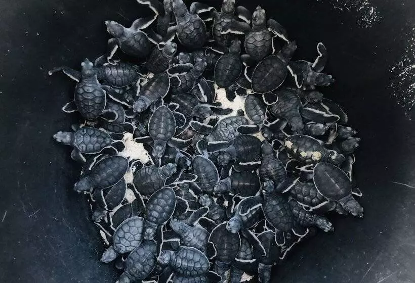 ホテル The Reef Dive Resort