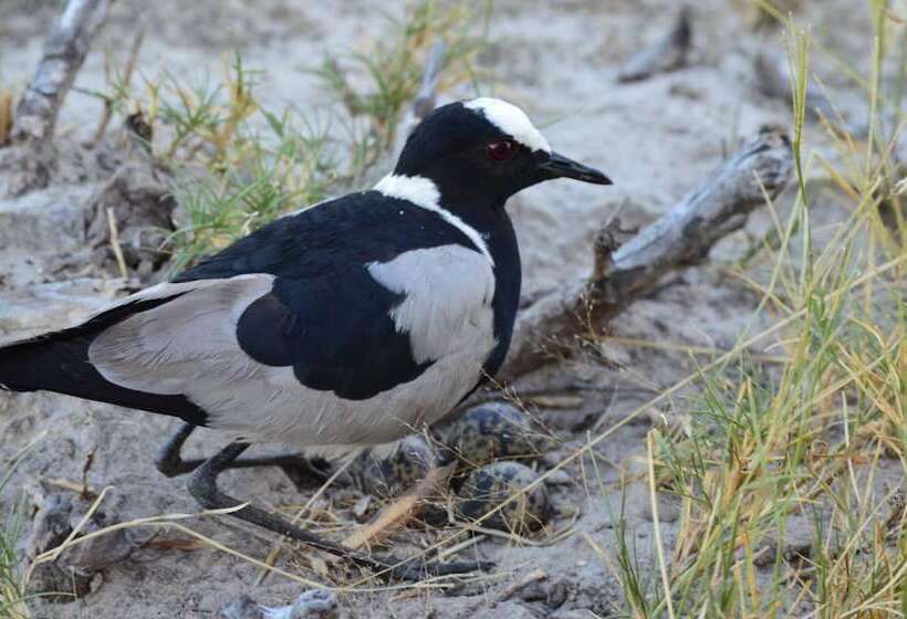 هتل Xakanaka Mobile Camp